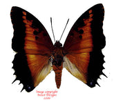Charaxes pollux (RCA)